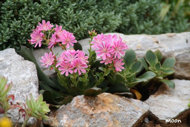 lewisia